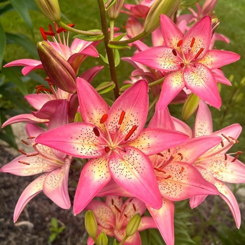 Lilium 'Trogon' - Liilia 'Trogon' 